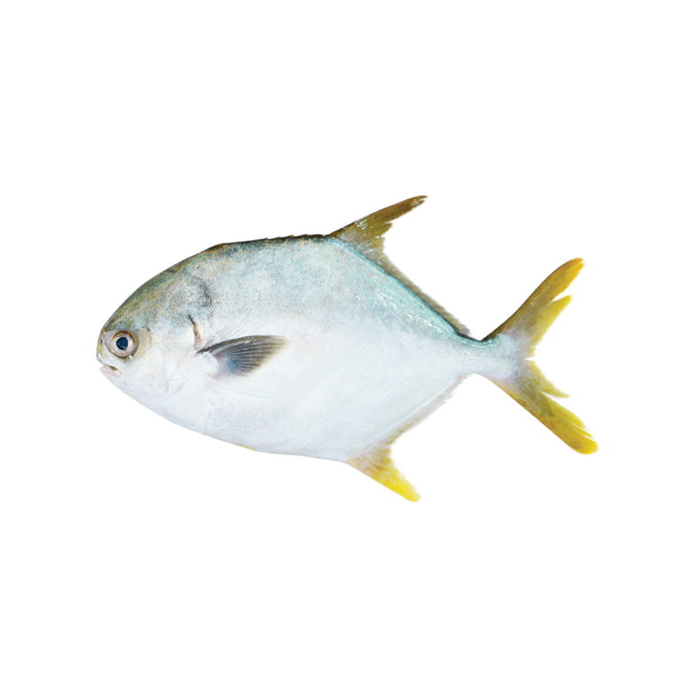 Golden Pomfret-01