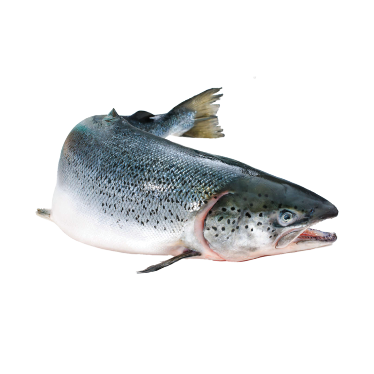 Salmon-01